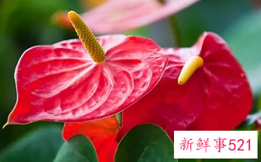 12星座专属花语