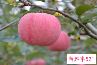 梦见摘了一个苹果是什么意思