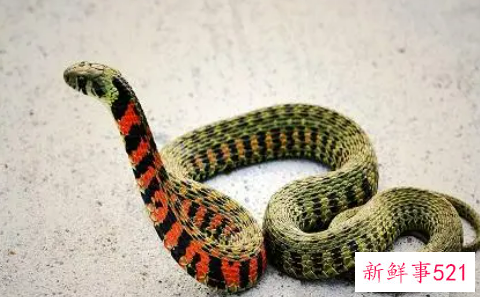 梦见蛇在生蛋是什么意思