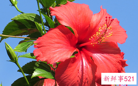 佛桑花和扶桑花区别