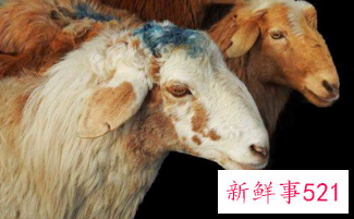 属羊人在牛年生孩子可以吗