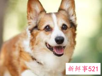 上班族养什么狗好养