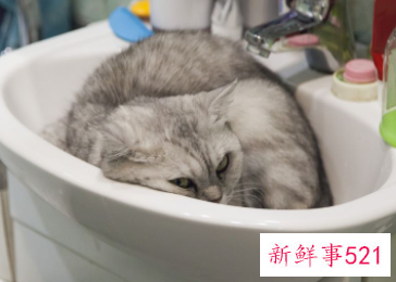 被子上有猫尿味怎么处理