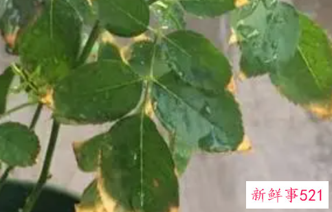 养殖月光花黄叶的原因是什么