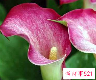 马蹄莲开花图片