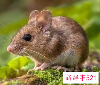 属鼠网名吉祥又招财的网名