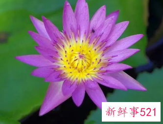 梦见紫色荷花周公解梦