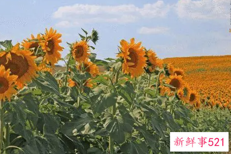 处暑诗词有哪些