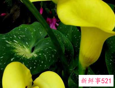 马蹄莲开花图片