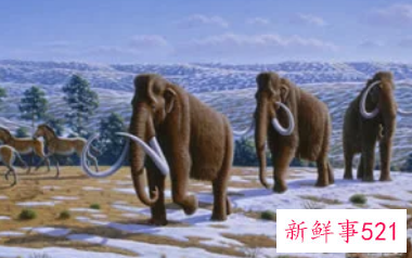 梦见动物展览会有什么征兆