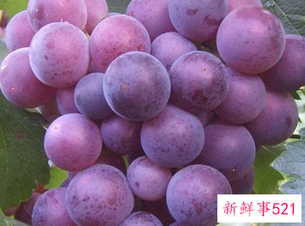紫葡萄的功效与作用有哪些呢