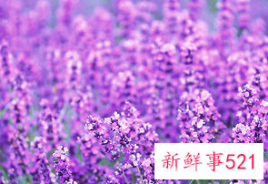 薰衣草秋季的扦插管理