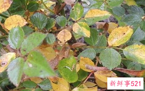 养殖月光花黄叶的原因是什么