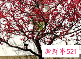 家门口种什么树旺宅