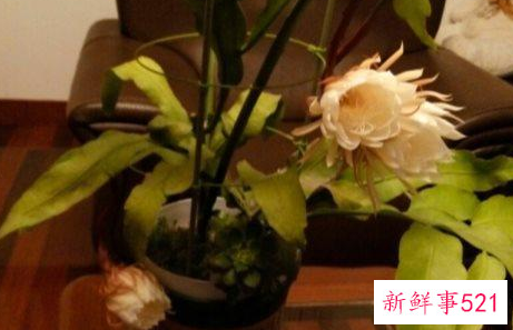 昙花叶子发黄了怎么办