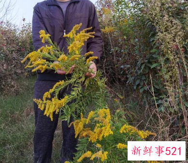 加拿大一枝黄花究竟是什么