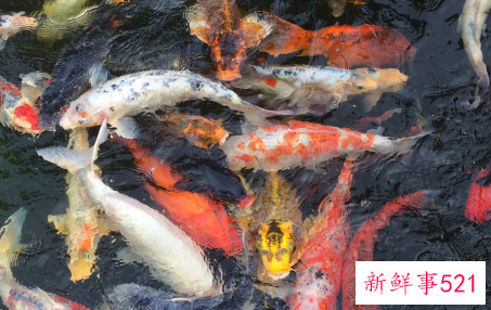 养鱼养十条什么讲究