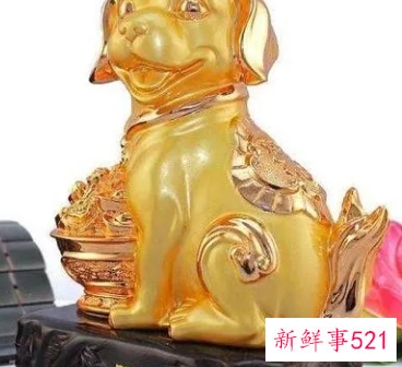 属狗人适合什么行业