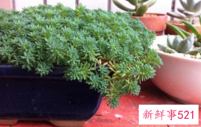 薄雪万年草的繁殖方法