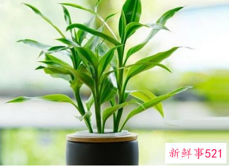 富贵竹养几根才最好