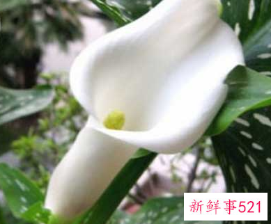 马蹄莲开花图片