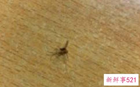 有什么驱蚊子的好办法