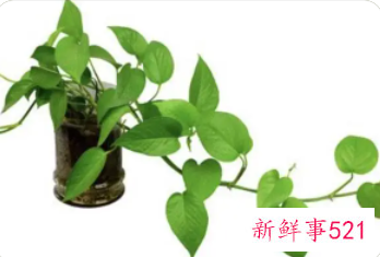 绿萝剪了还能长吗