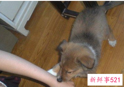 男人梦见狗咬手是什么预兆