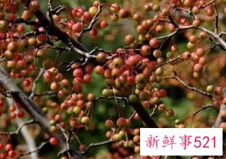 梦见摘路边的果子吃