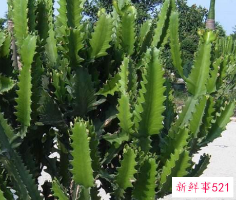 镇宅化煞的植物有哪些