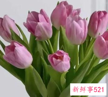 保存鲜花的办法