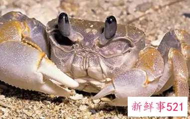 不熟的螃蟹是什么样子的