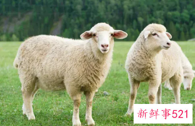 2021年属羊风水布局