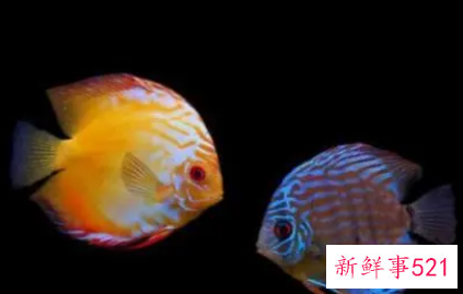 新手养鱼养什么观赏鱼好