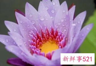 梦见紫色荷花周公解梦