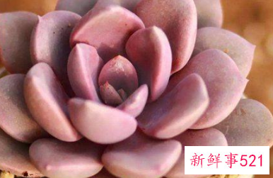 十二星座专属多肉