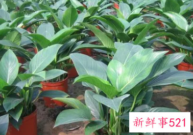 金钻可以浇啤酒吗