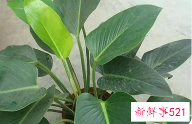 金钻可以浇啤酒吗