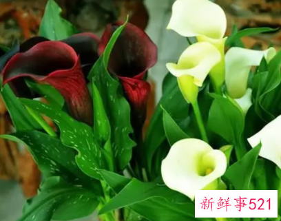 马蹄莲开花图片