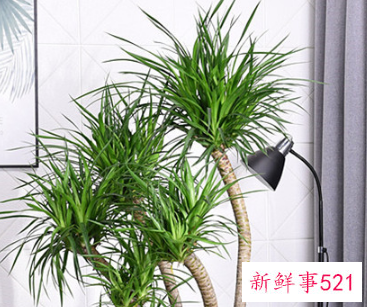 镇宅化煞的植物有哪些