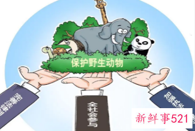 保护野生动物的英语作文100字