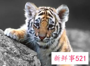 属虎女与属牛男婚配好不好