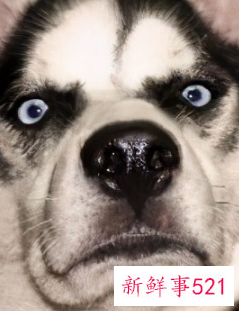 十种脾气最好的大型犬