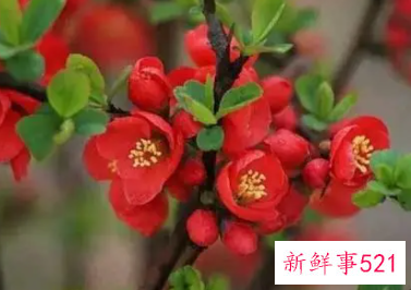 十种花的象征意义