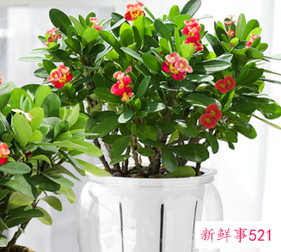 镇宅化煞的植物有哪些