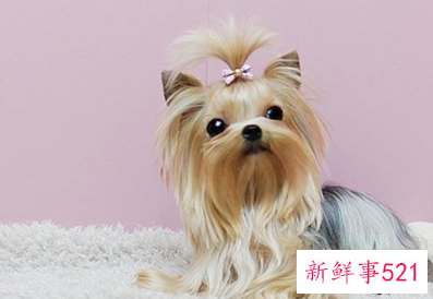 适合学生养的狗