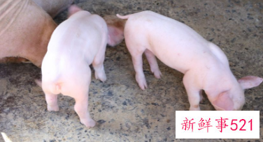 越老越穷的生肖女