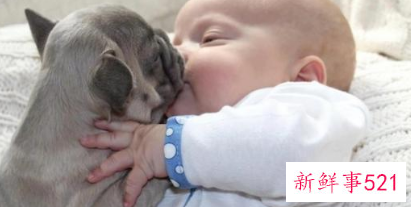 英国斗牛犬如何训练