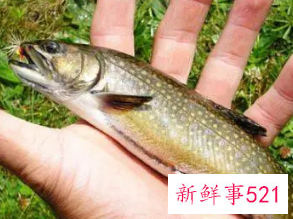 女人梦到自己在抓鱼吃鱼