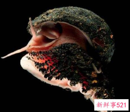 世界上什么动物壳最硬